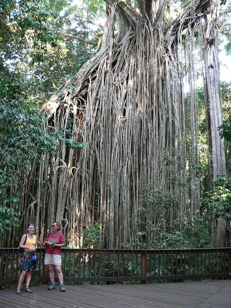 032 Curtain Fig Tree.jpg